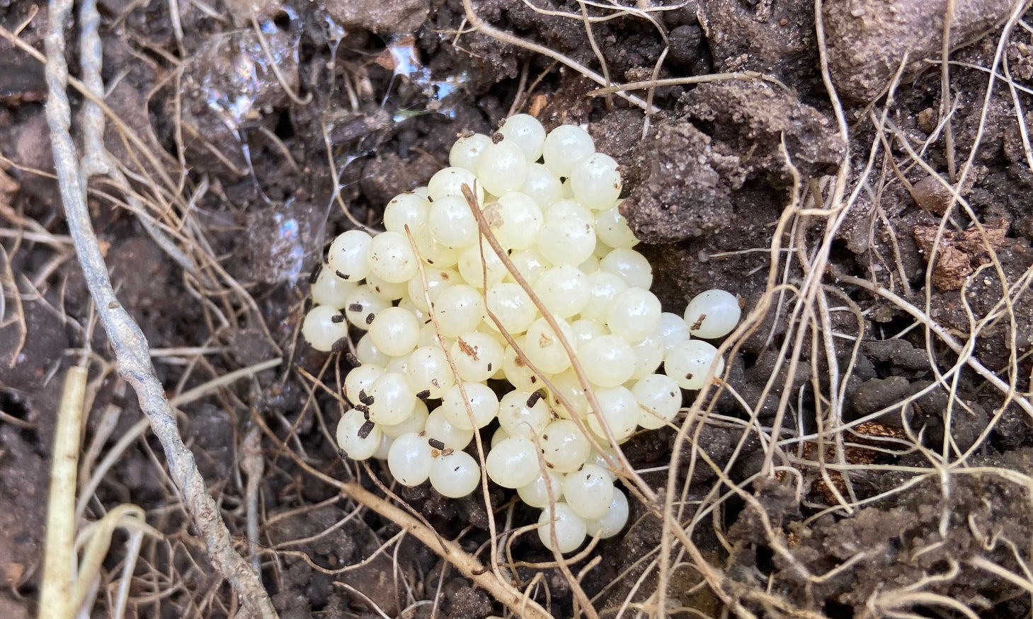 Formindsk antallet af dræbersnegle i din have ved at indsamle snegleæg i september