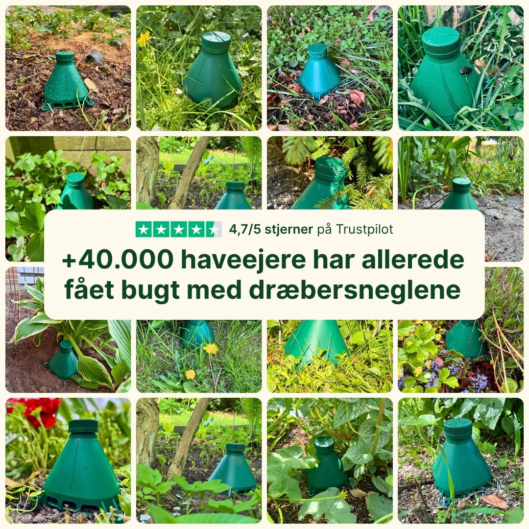 Sneglefælden