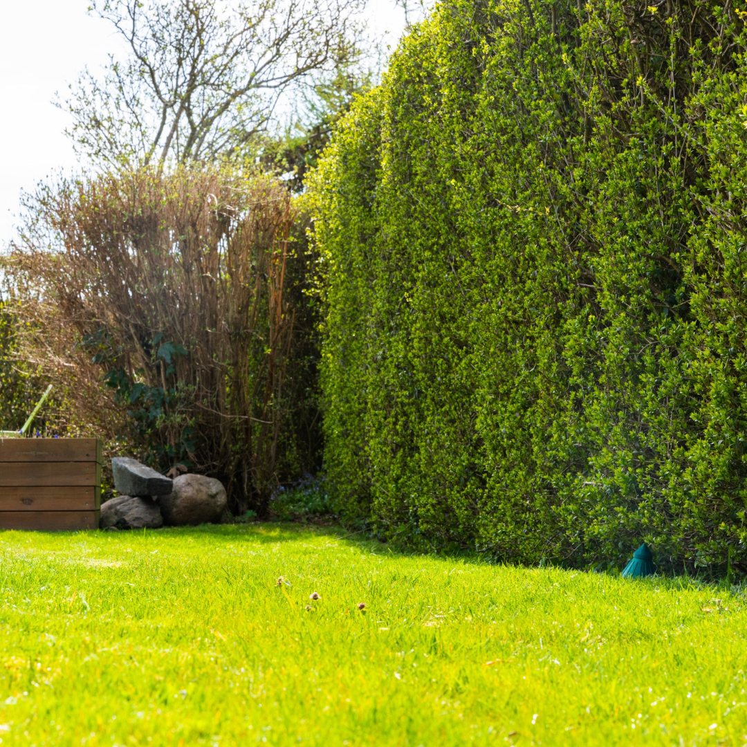 Sneglefælde ved en hæk